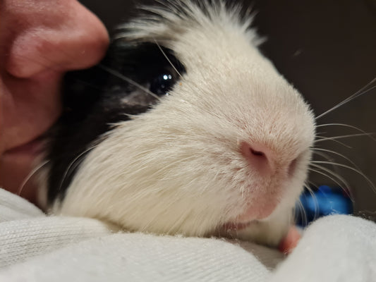 Pluto X Charon Leather Phone Case